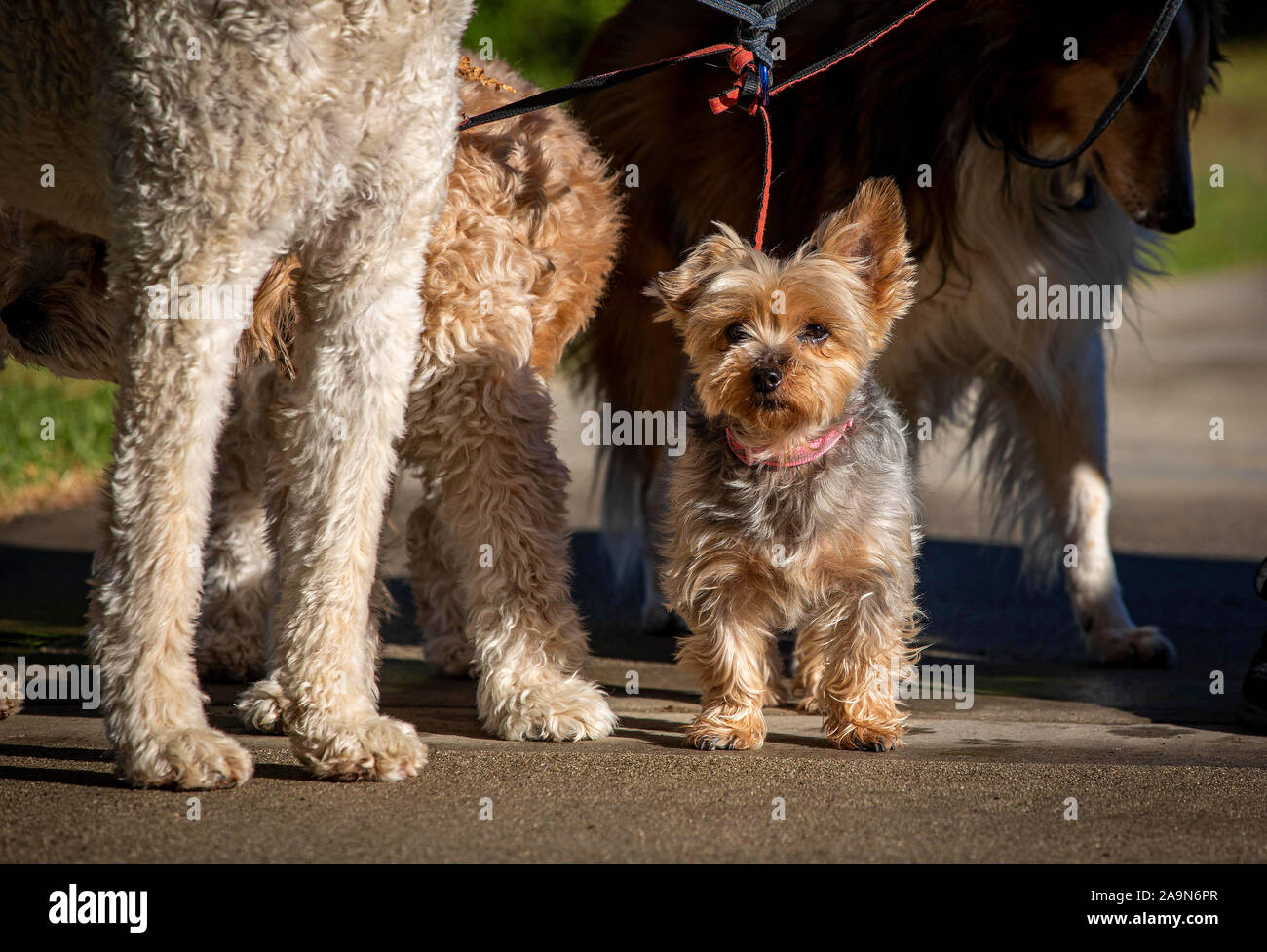 Hunde mit einem Yorkie auf Leinen in Park Stockfoto