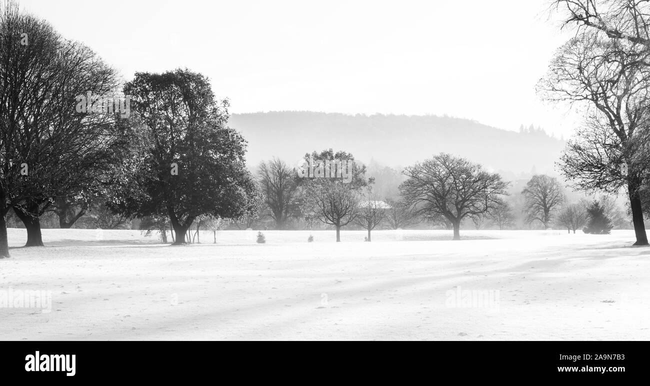 Bäume An einem bewölkten nebligen Tag in einem Stadtpark. Winter Saison Stockfoto