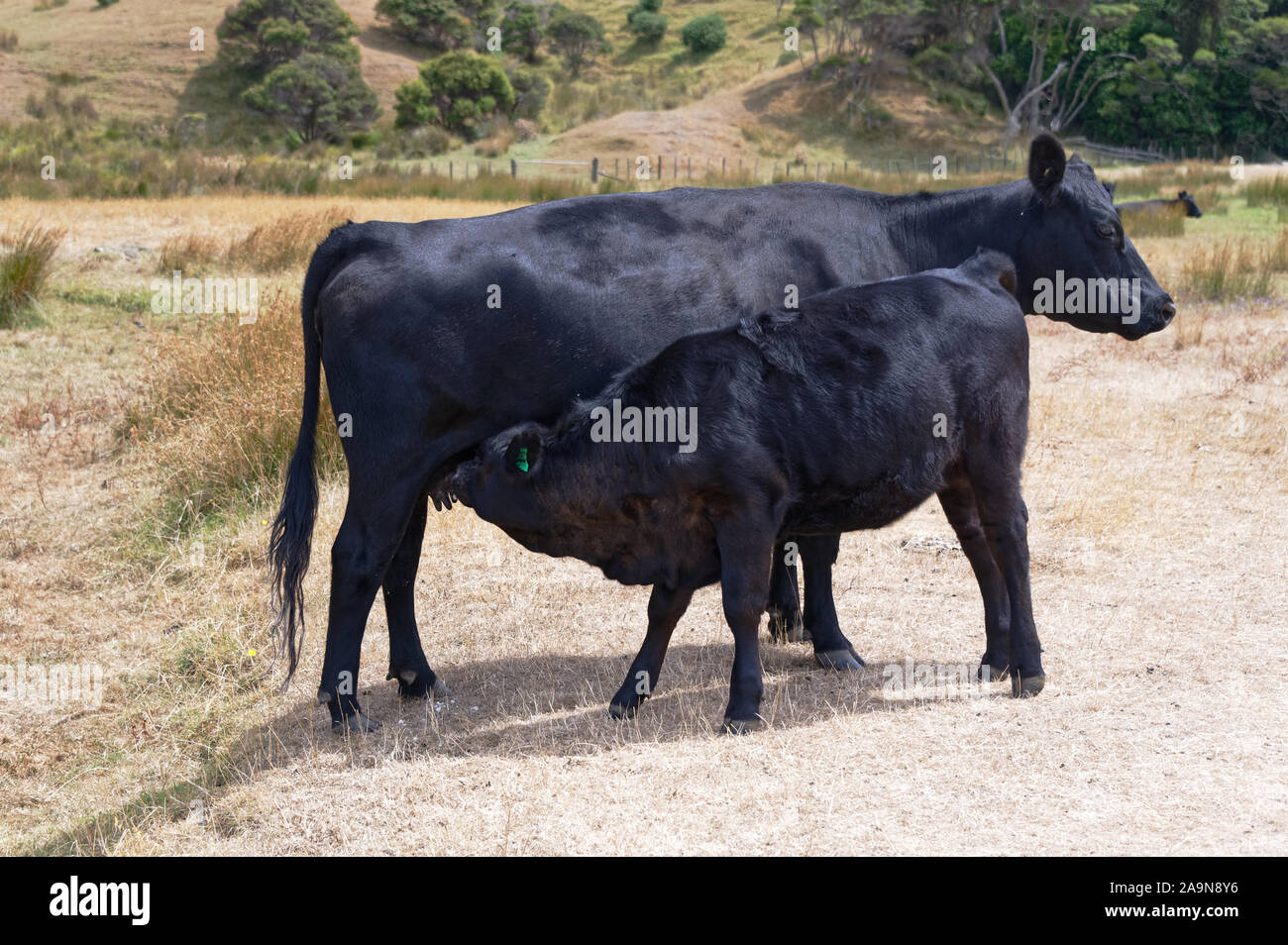 Ein schwarzes Kalb steht das Trinken aus seiner Mutter Euter Stockfoto