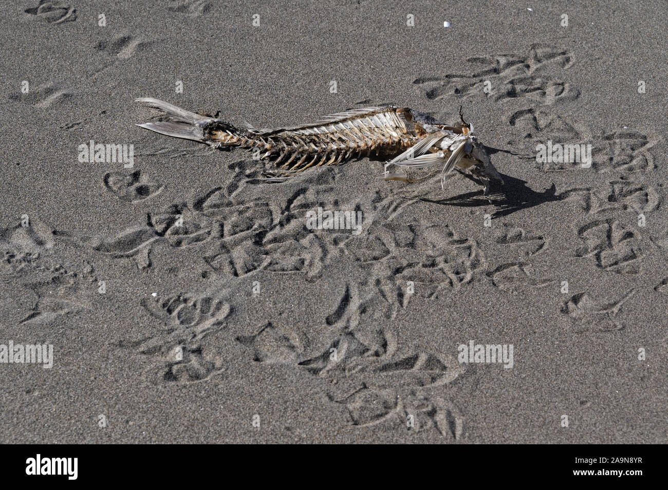 Ein Fisch Skelett sitzt auf dem Sand von Seagull Titel umgeben, erzählt die Geschichte von seinen Untergang Stockfoto