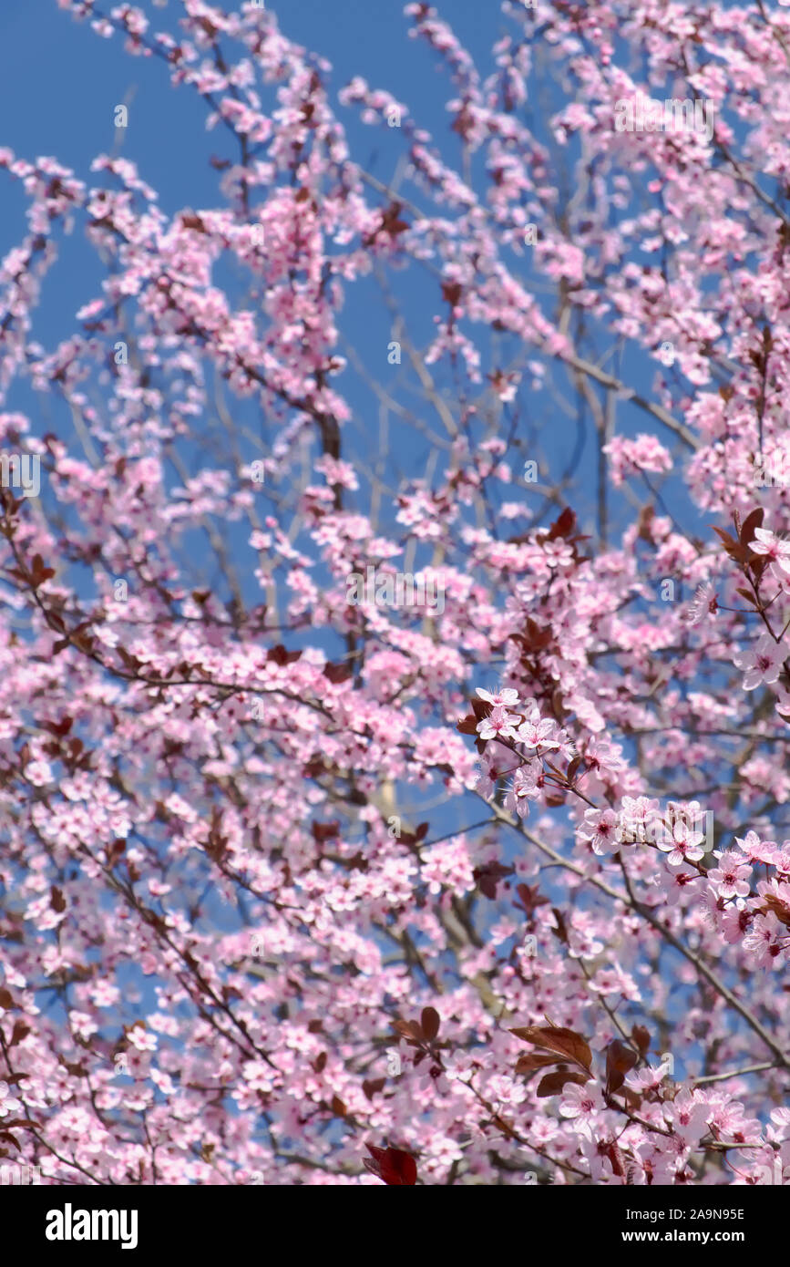 Frühjahr blühenden Kirschbaum mit rosa Blätter auf einem blauen Hintergrund Stockfoto