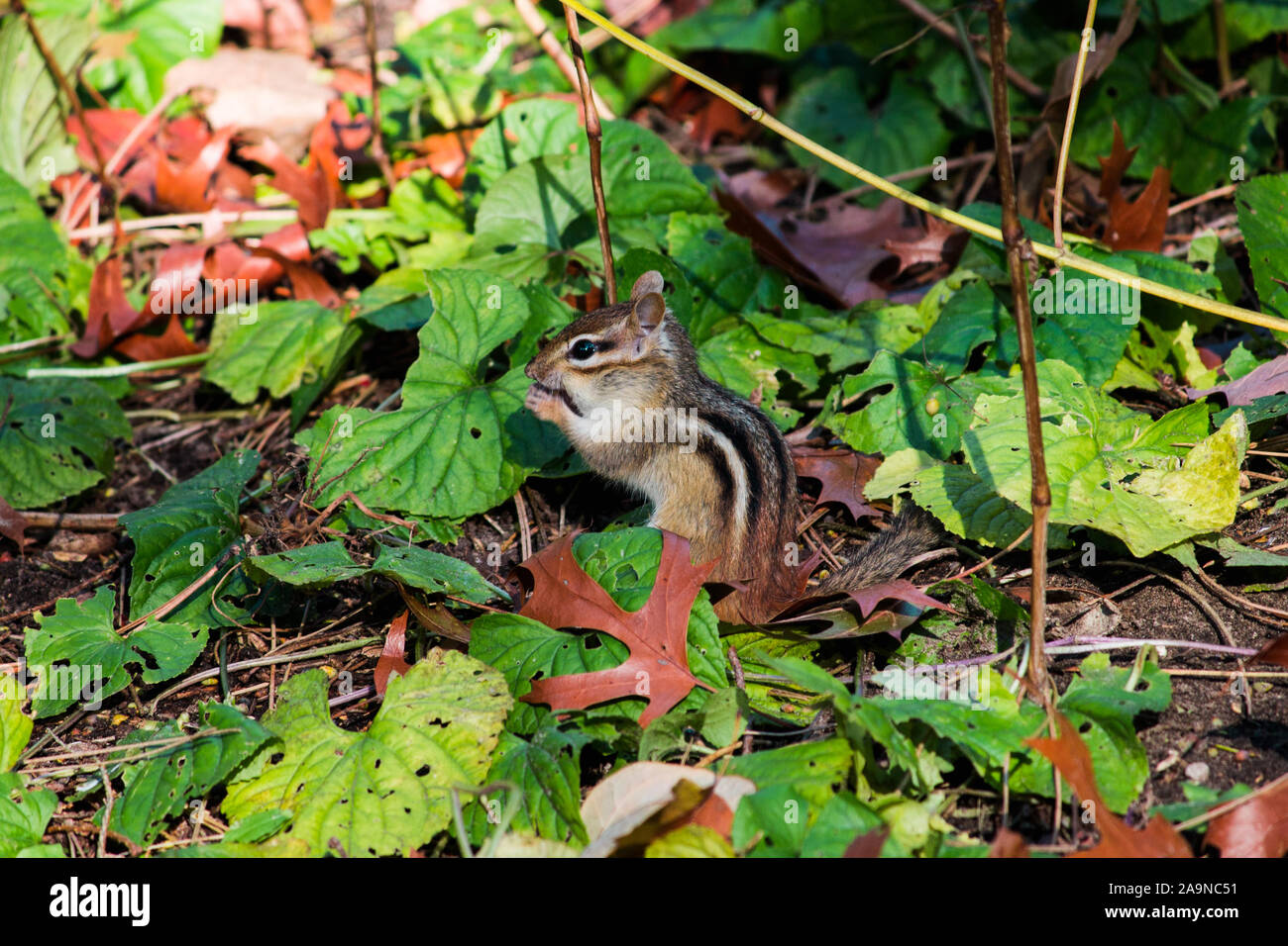 Chippmunk, der Samen frisst Stockfoto