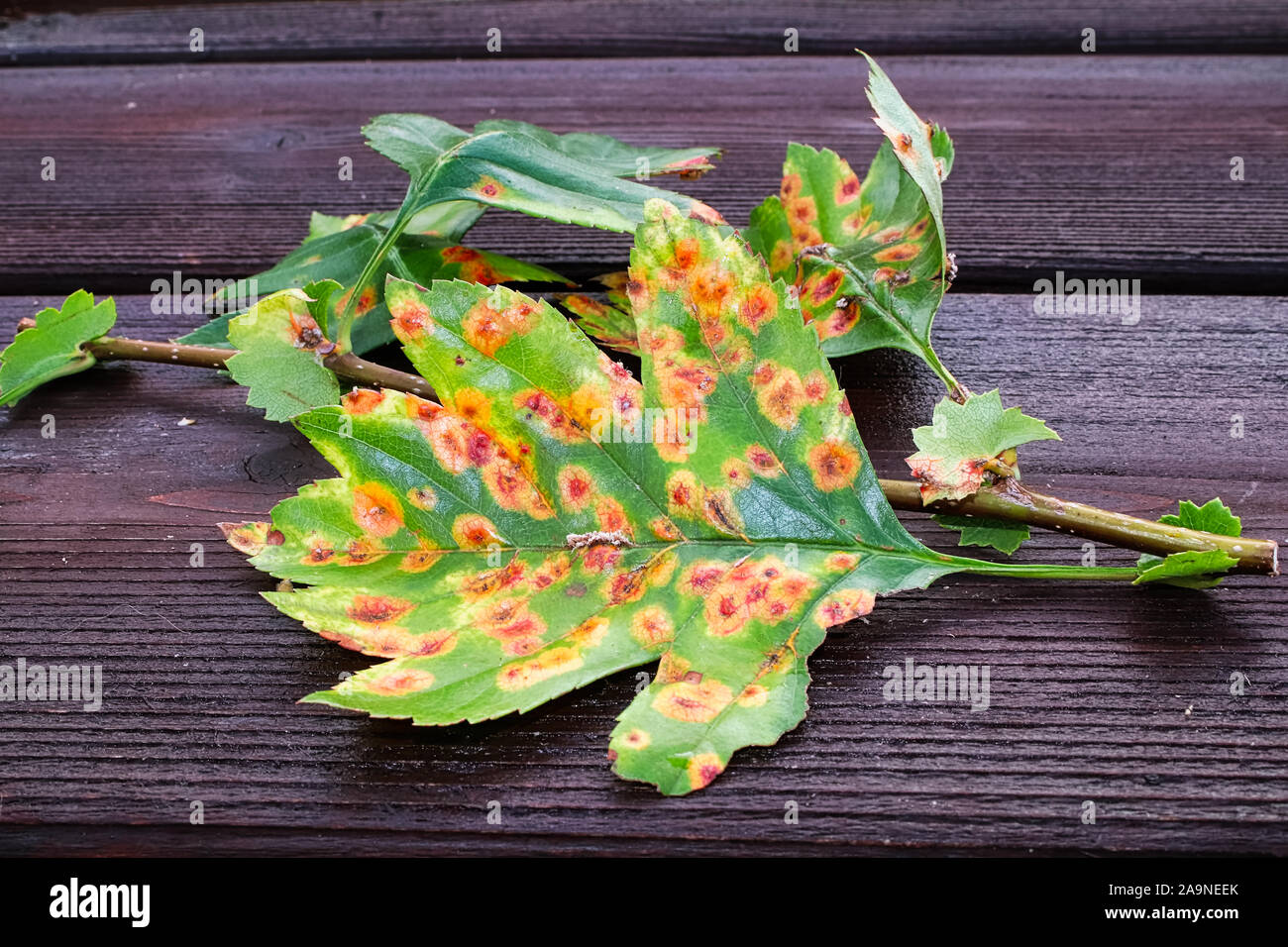 Die Vorderansicht eines Blattes mit Juniper hawthron Krankheit infiziert Stockfoto
