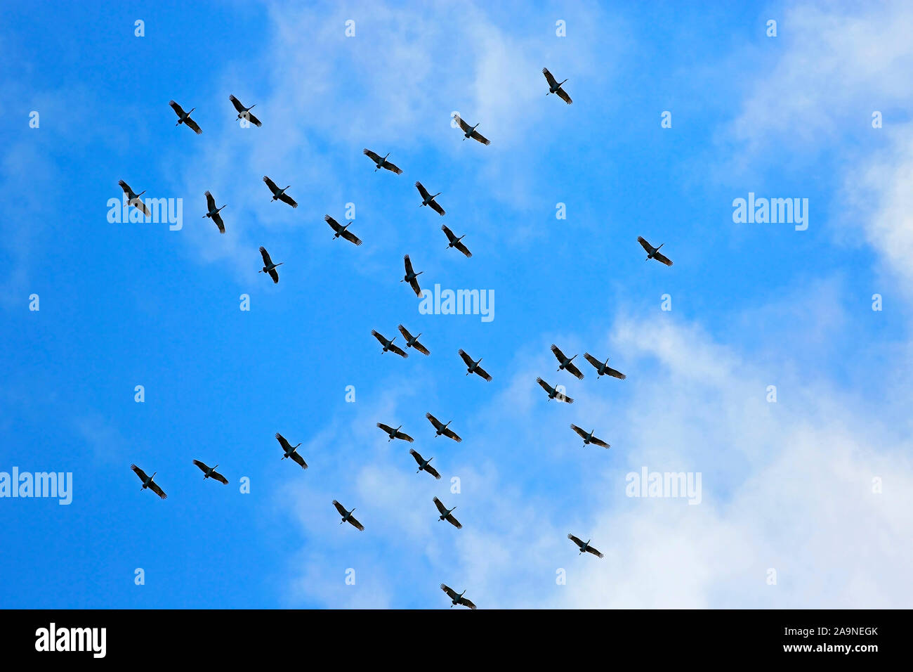 Große Herde von Kanadakranichen hoch hinaus in den blauen Himmel, in Richtung Norden auf die Brutplätze. Stockfoto