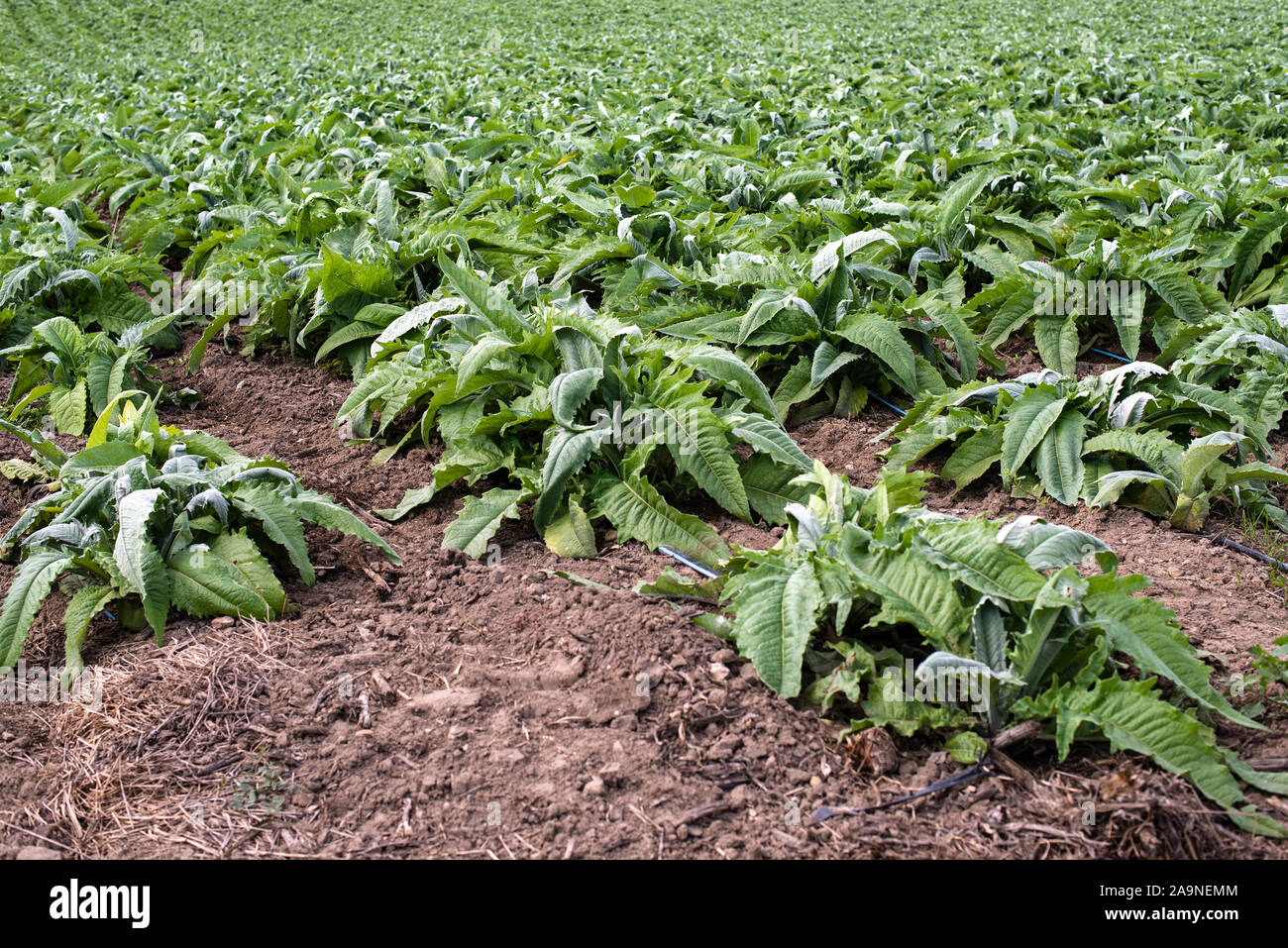 Artischocke industrielle Plantagen in Zeilen. Wachsende Artischocke in einem großen Bauernhof. Stockfoto