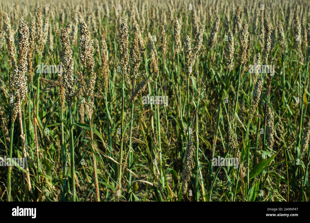 Hirse Plantagen in das Feld ein. Bündel von Hirse. Hirse Farm. Sorghum Feld. Andere Namen sind Durra, ägyptische Hirse, feterita, Guinea Adr Stockfoto