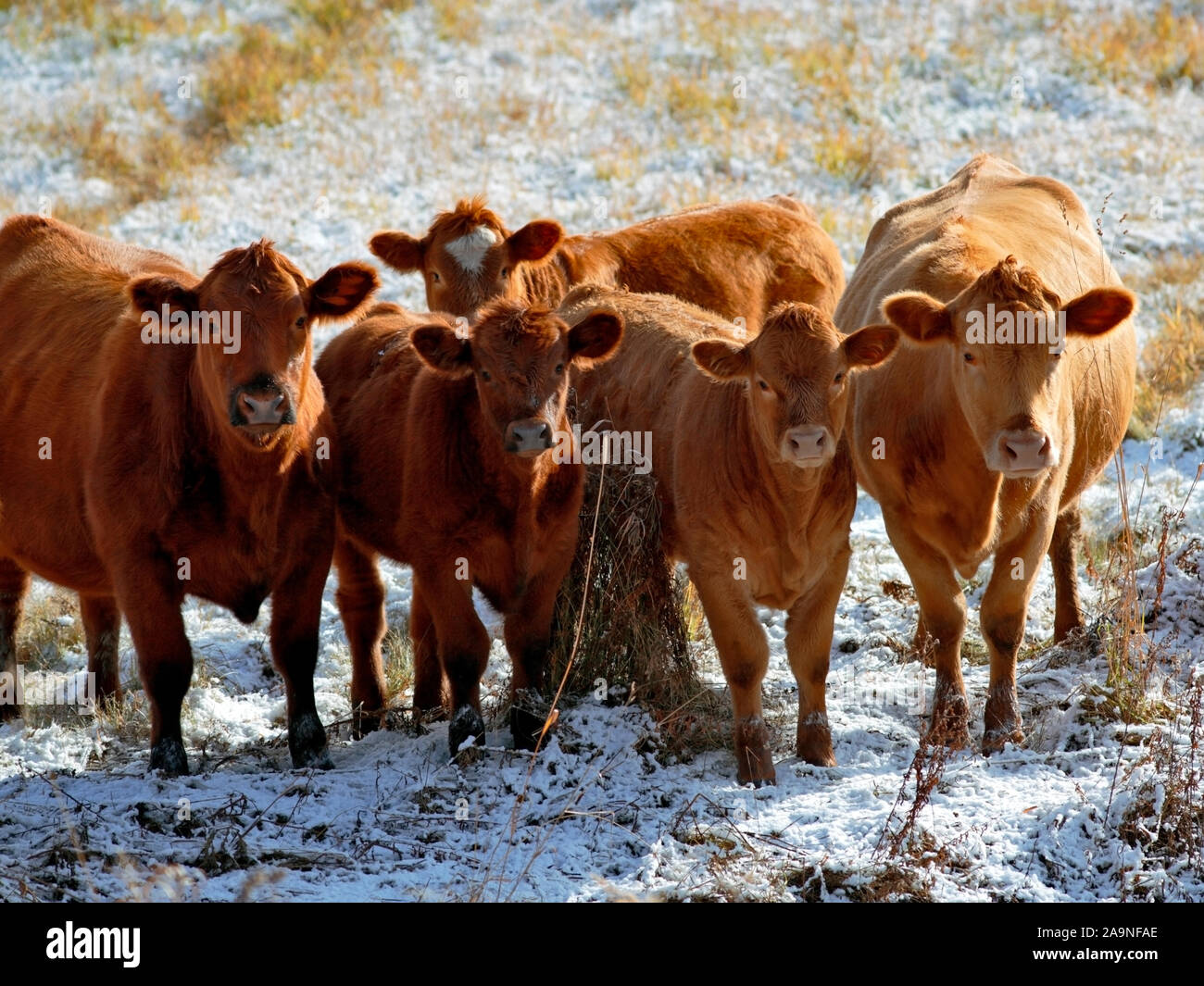 Gruppe von Hereford Kühe und Kälber auf der Weide, im Winter suchen, interessiert. Stockfoto