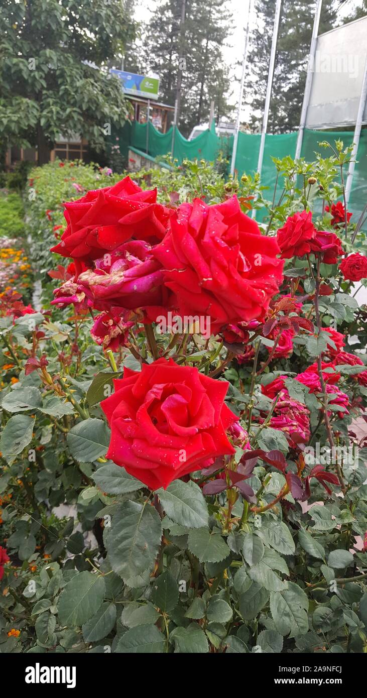 Schöne rote Rosen im Garten Stockfoto
