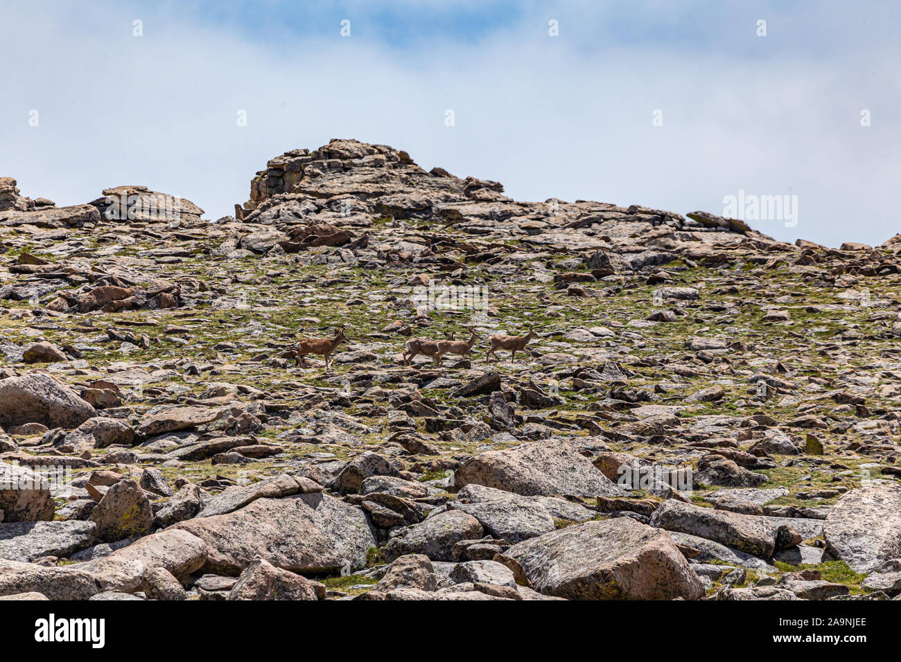 Ein Quartett von Hirsch reisen entlang der Tombstone Ridge im Rocky Mountain National Park in Colorado. Stockfoto