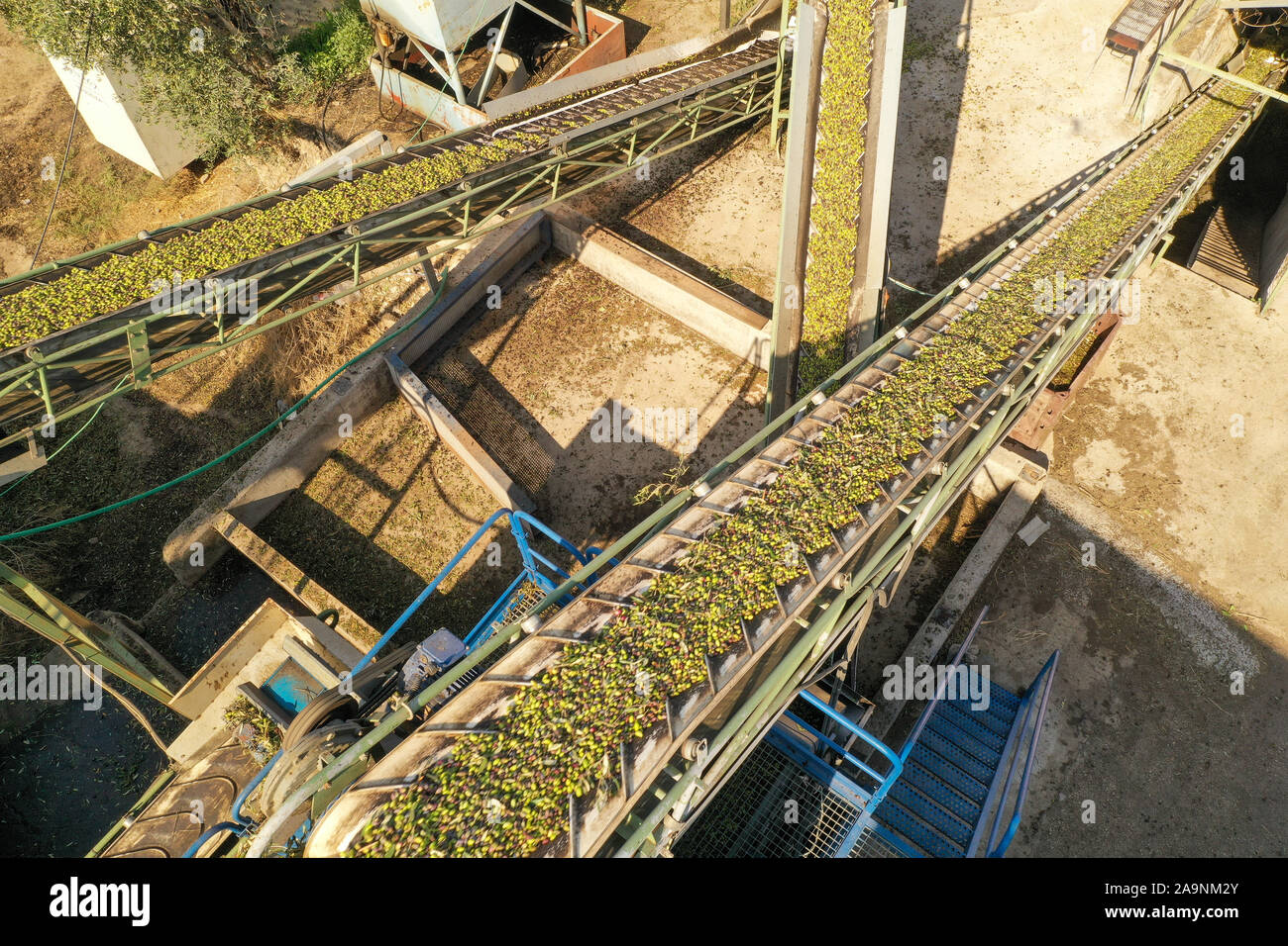 Frisch geerntete Oliven auf lange Förderbänder an eine lokale Presse Fabrik transportiert. Stockfoto