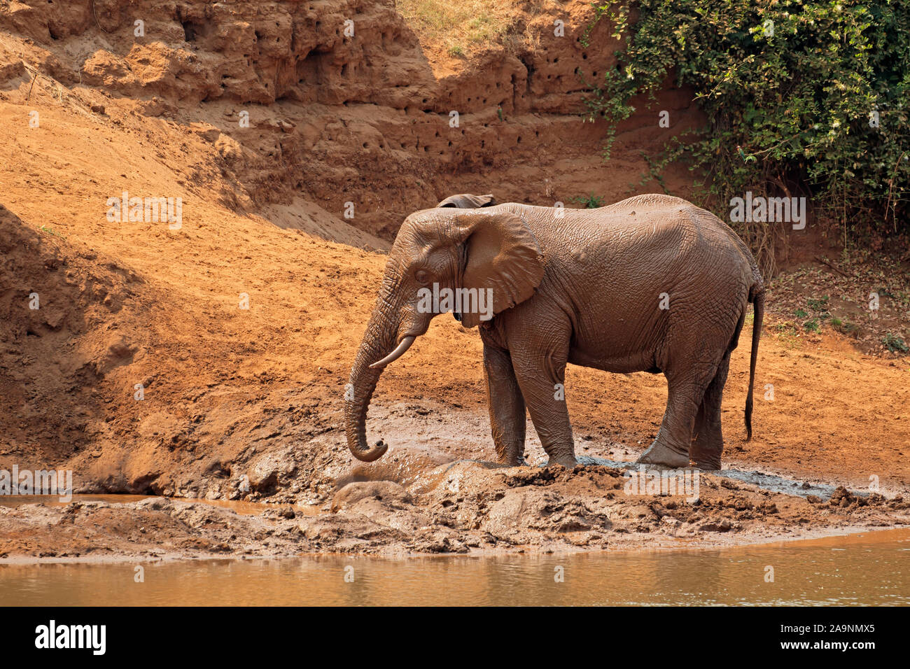Afrikanischer Elefant (Loxodonta africana) im Schlamm bedeckt, Krüger Nationalpark, Südafrika Stockfoto