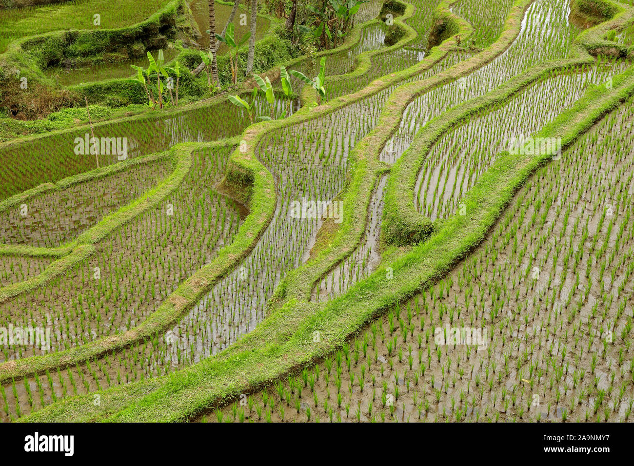 Mit Blick auf die üppig grüne Reisterrassen Tegallalang in Ubud, Bali, Indonesien Stockfoto