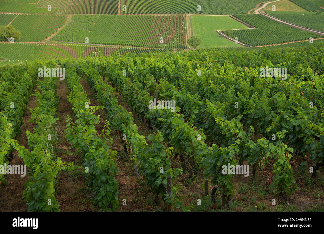 Die Weinberge rund um La Montagne de Beaune, Burgund FR Stockfoto