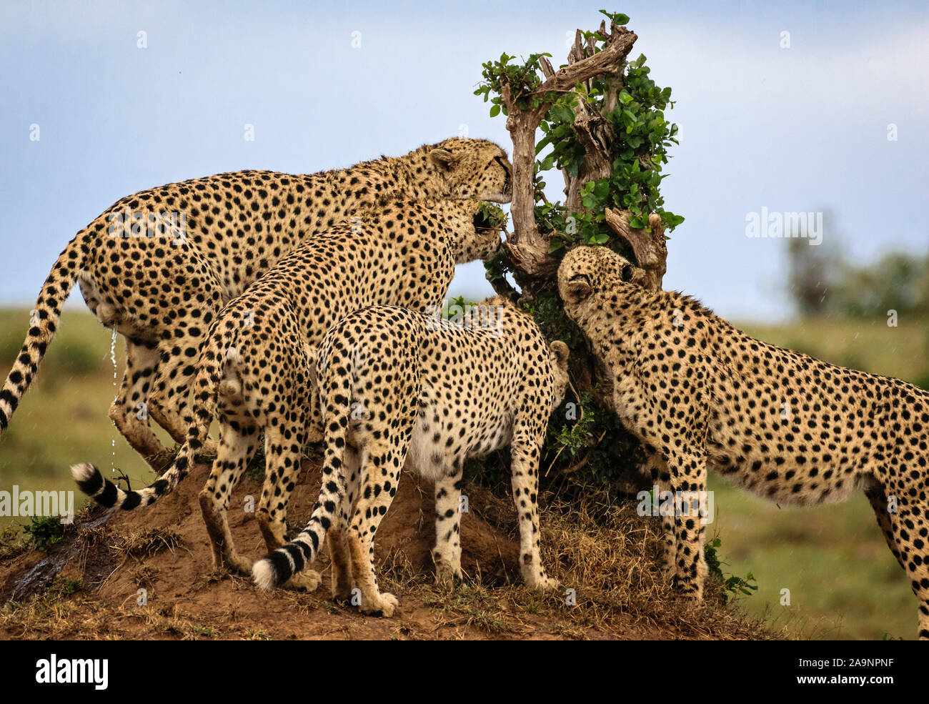 Geparden markieren ihr Territorium in Maasai Mara, Kenia Stockfoto