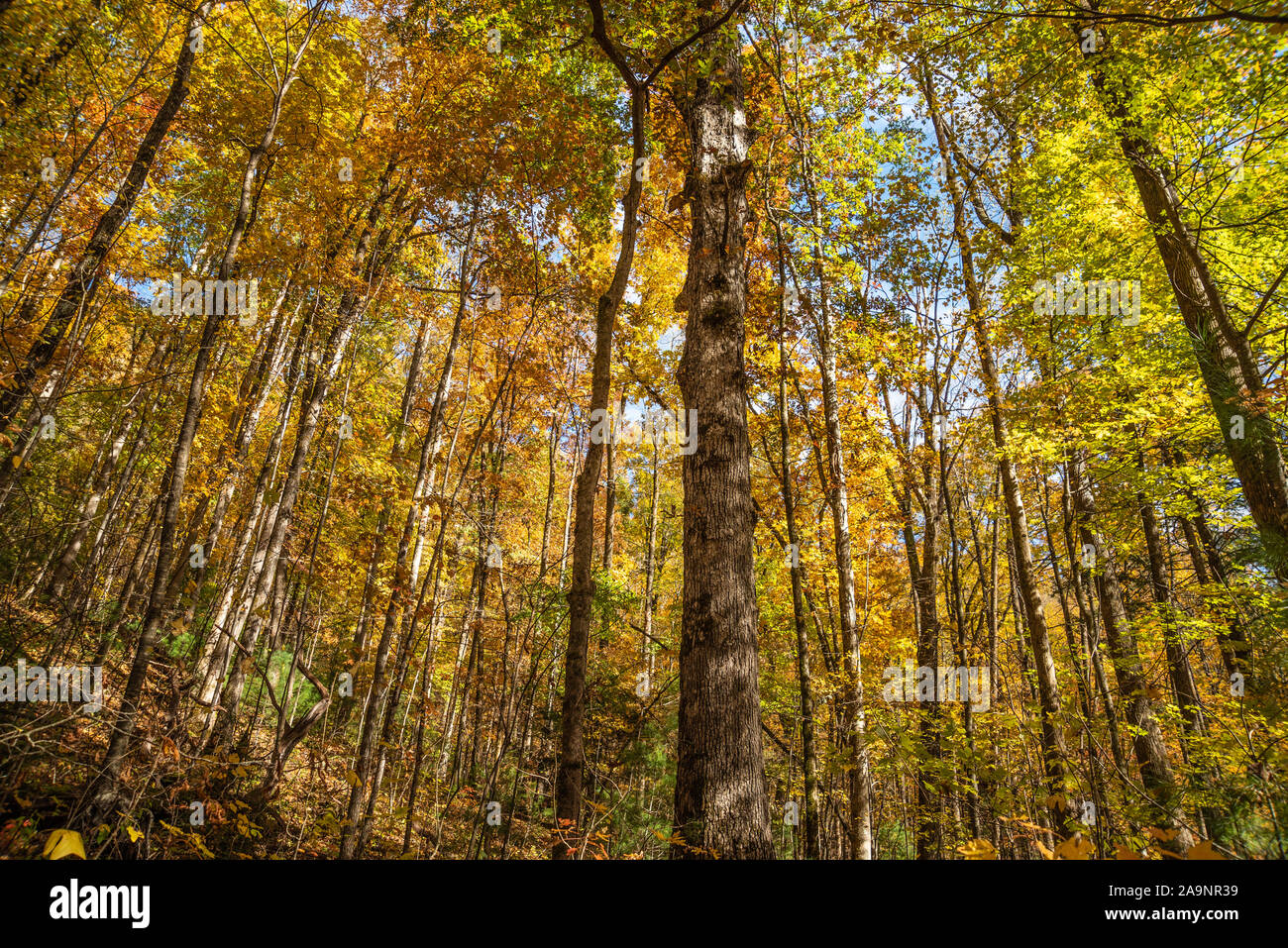 Bunte Chattahoochee National Forest Herbst Landschaft entlang der Creekside trail Anna Ruby Falls in Helen, Georgia. (USA) Stockfoto