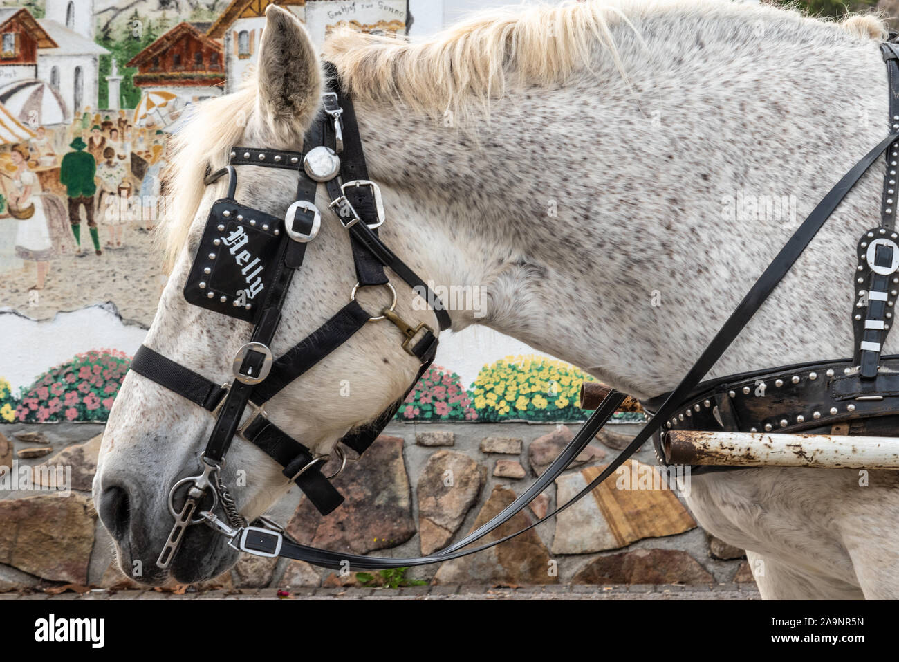 Nelly, für Pferde angeschirrt Kutschfahrten, im Alpendorf modelliert Stadt von Helen, Georgia in den Blue Ridge Mountains. (USA) Stockfoto