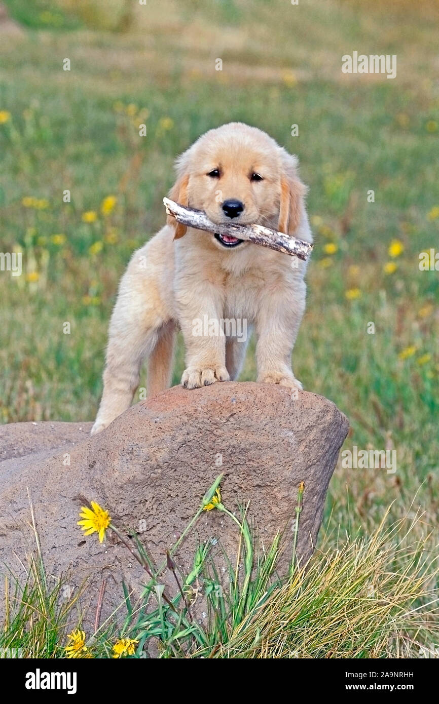 Golden Retriever Welpe in der Wiese, stehend auf Rock, spielen mit Stick. Stockfoto