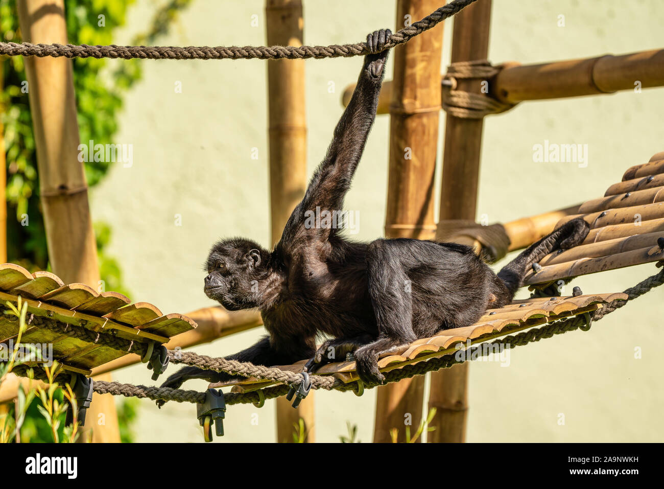 Die black-headed Klammeraffen, Ateles fusciceps ist eine Pflanzenart aus der Gattung der Spider Monkey Stockfoto