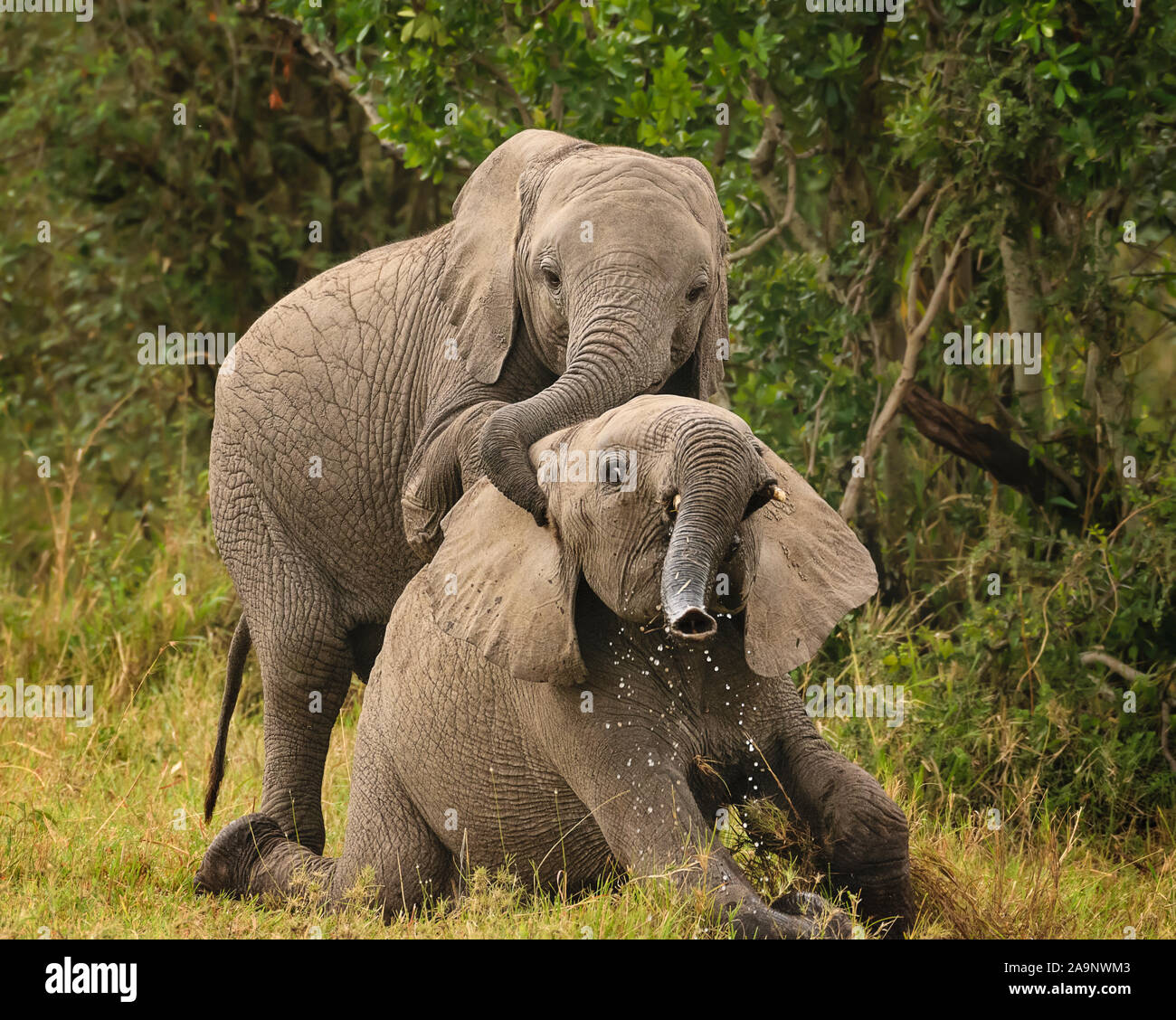 Verspielte Elefanten in Maasai Mara, Kenia Stockfoto
