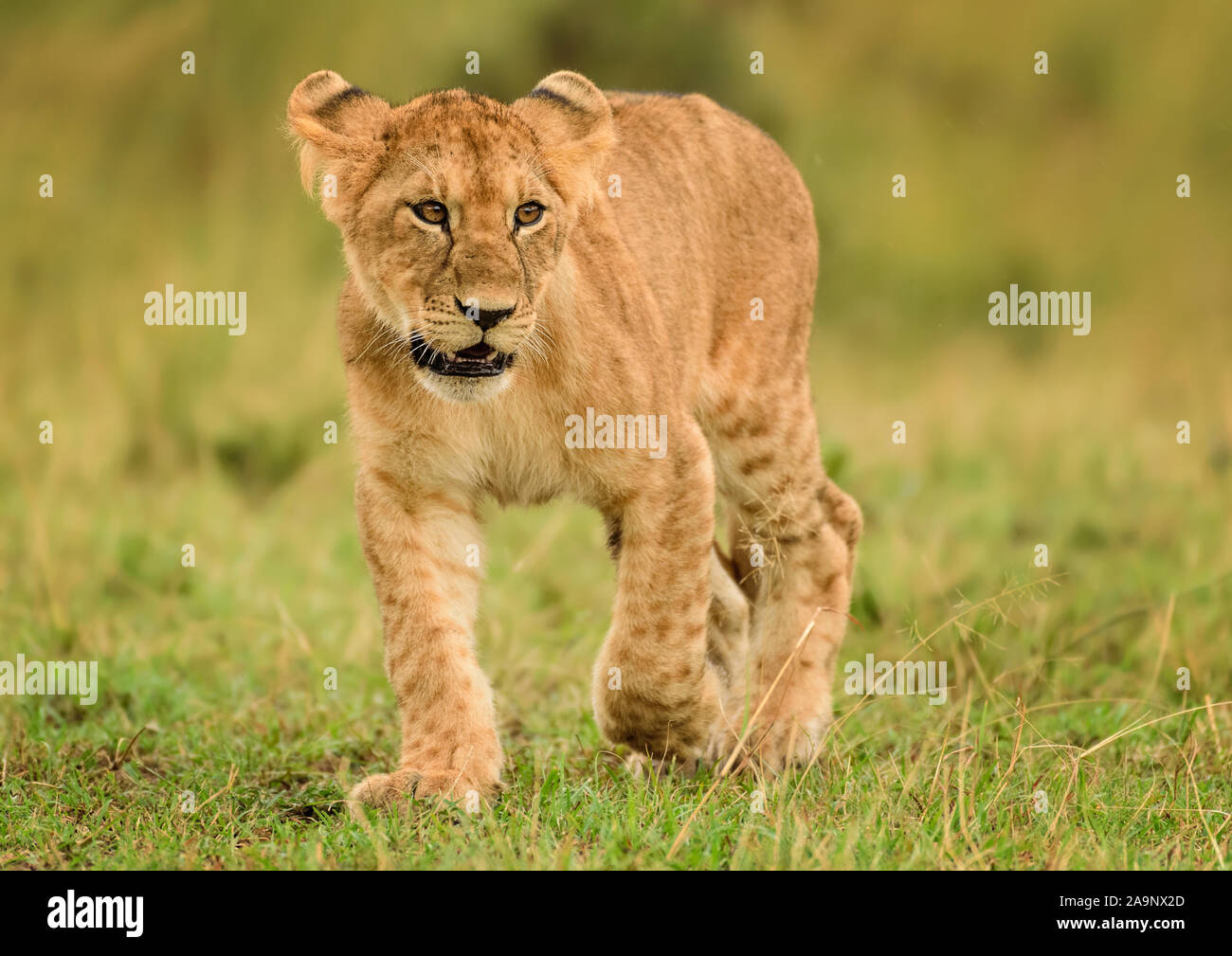 Löwenbaby-Porträt in Bewegung, Maasai Mara, Kenia Stockfoto