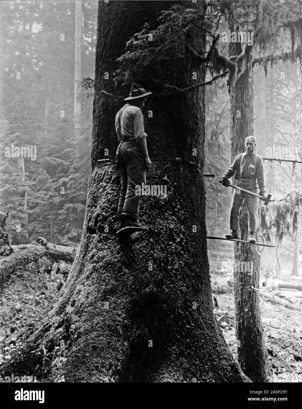 Branchen des Krieges - Schwerfälligen - PROTOKOLLIERUNG IM OREGON Wälder. Verkeilen kann. 1918-1919 Stockfoto