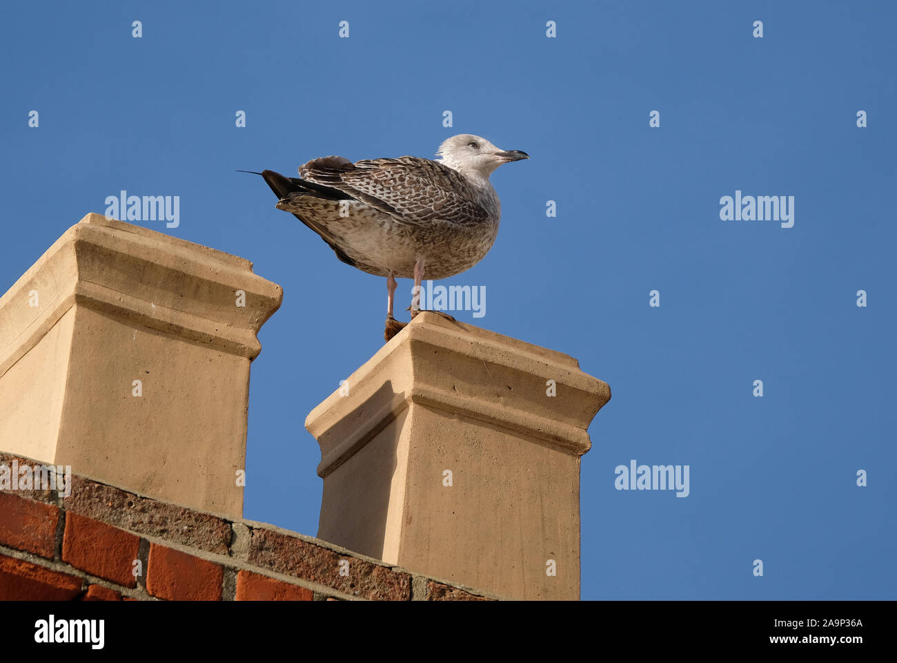 Junge Möwe auf Kamin im Seaside Resort. Stockfoto