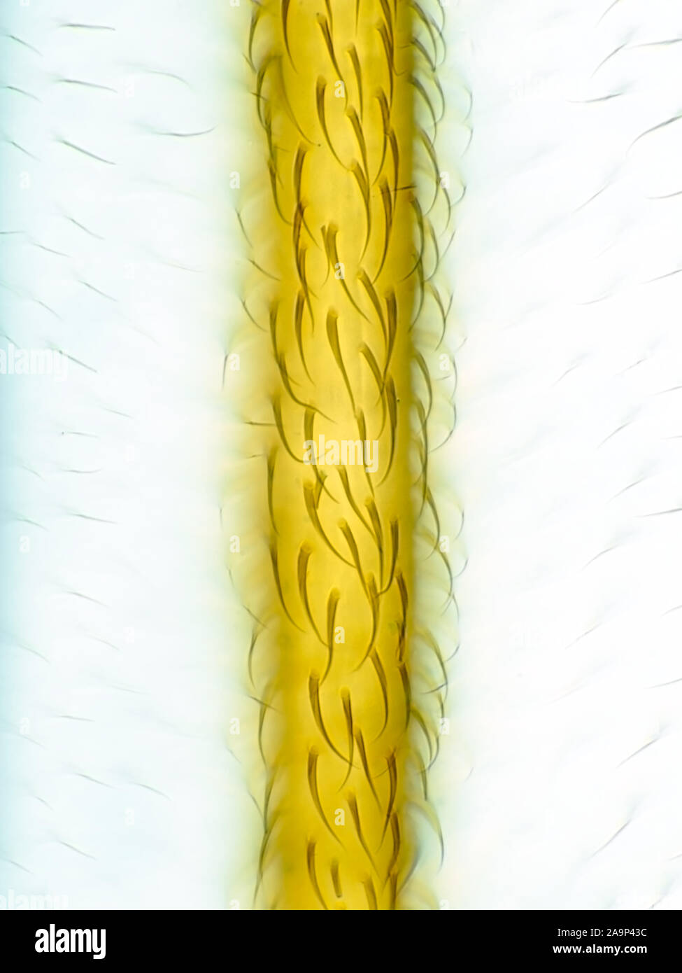Schliffbild einer Vene auf ein Insekt Flügel, Vergrößerung ist über 824, wenn Sie gedruckt werden 10 cm hoch x Stockfoto