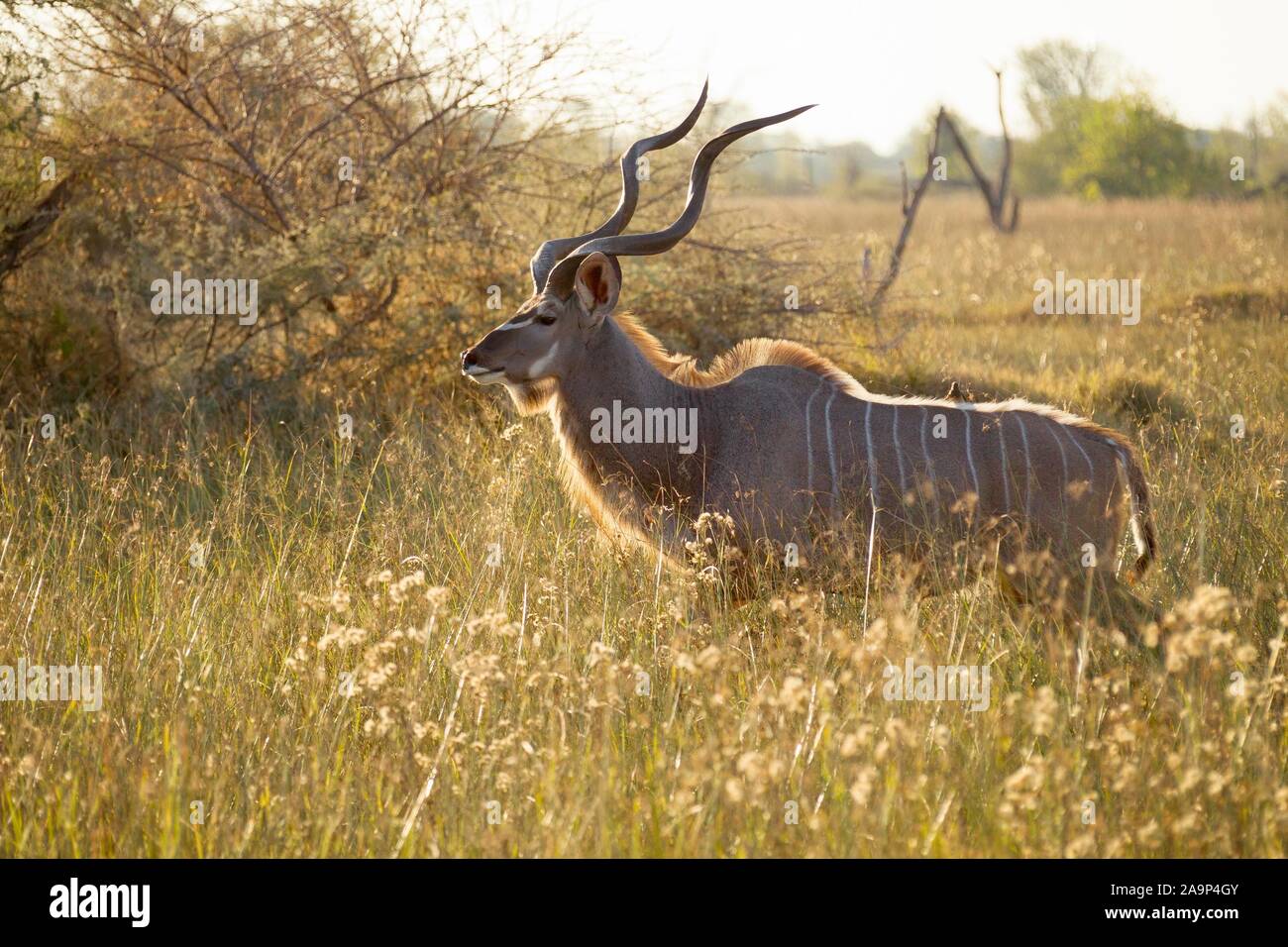 Mehr Kudu (Tragelaphus strepsiceros) steht im hohen Gras, Okavango Delta, Botswana Stockfoto