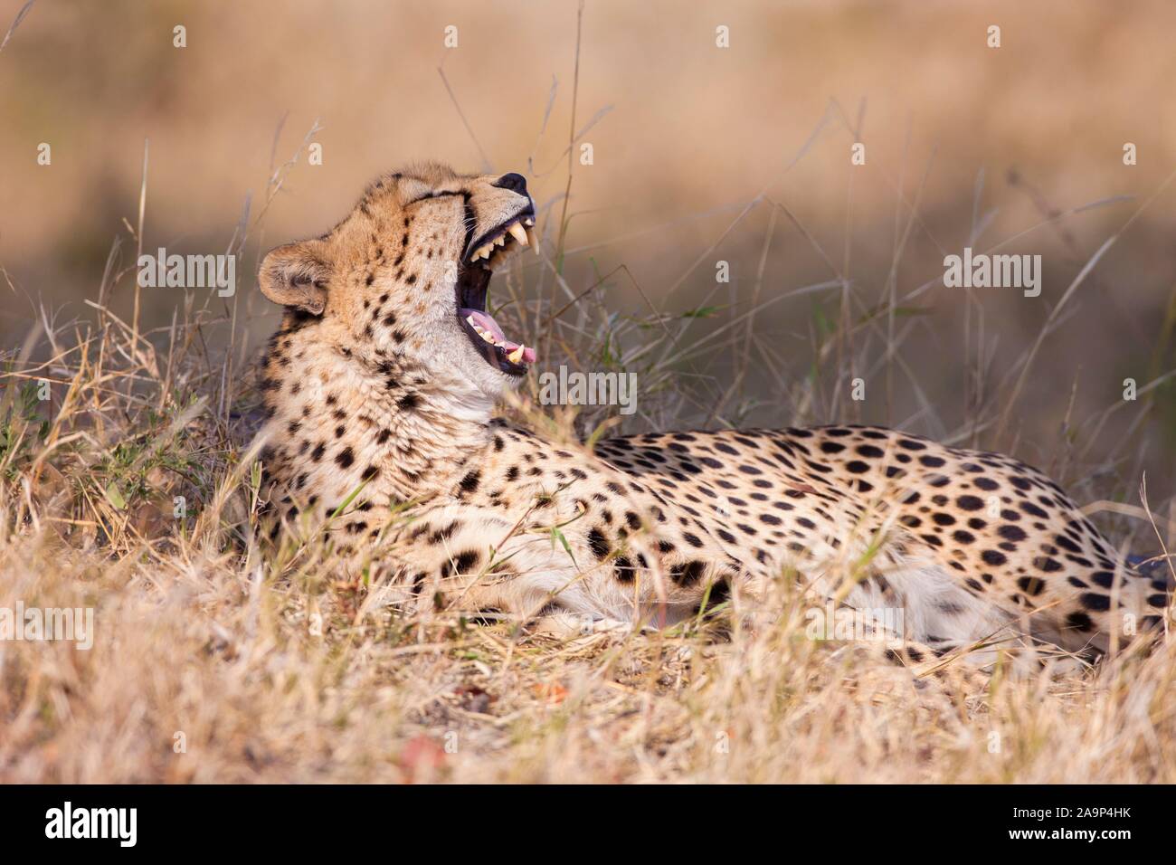 Gepard (Acinonyx jubatus), im Gras und Gähnen lügen, Okavango Delta, Botswana Stockfoto