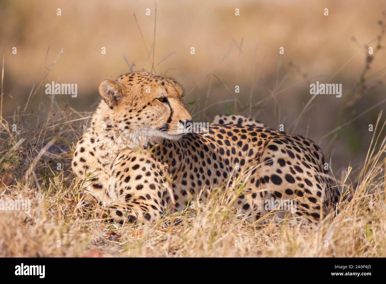 Gepard (Acinonyx jubatus), im Gras liegend, Okavango Delta, Botswana Stockfoto