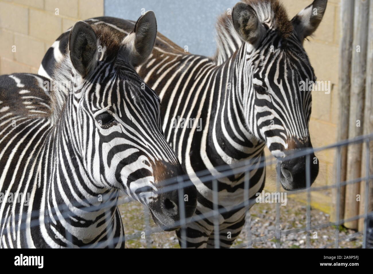 Zebras in Marwell Zoo, Colden Common, Winchester, Großbritannien Stockfoto
