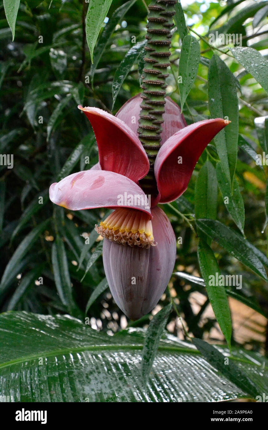 Seltsame Blüte im Tropenhaus in Marwell Zoo, Colden Common, Winchester, Großbritannien Stockfoto