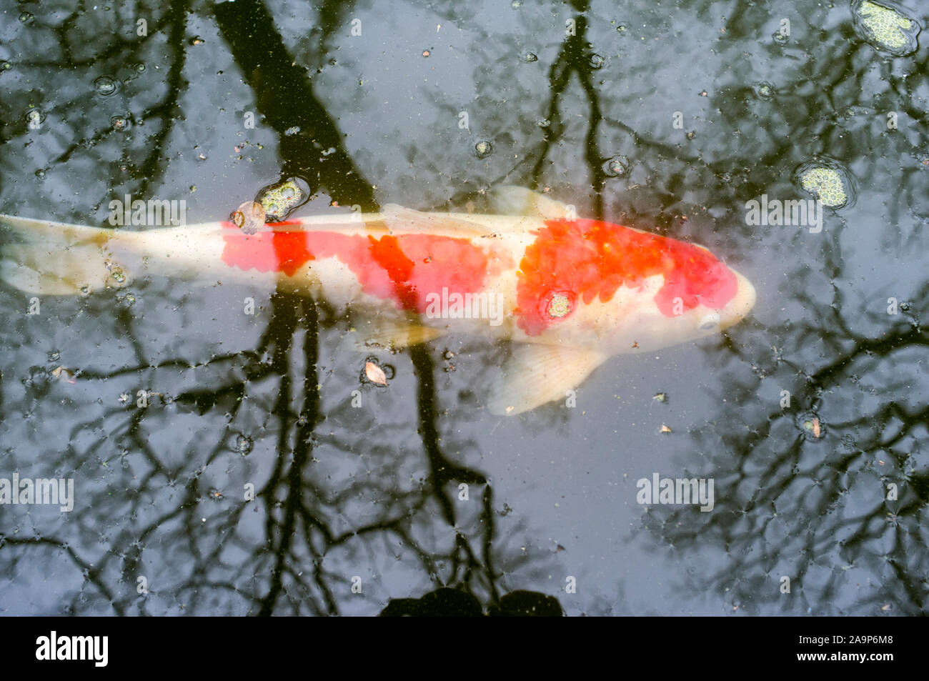 Roter und weißer koi Karpfen Spinnerei in den Teich Stockfoto