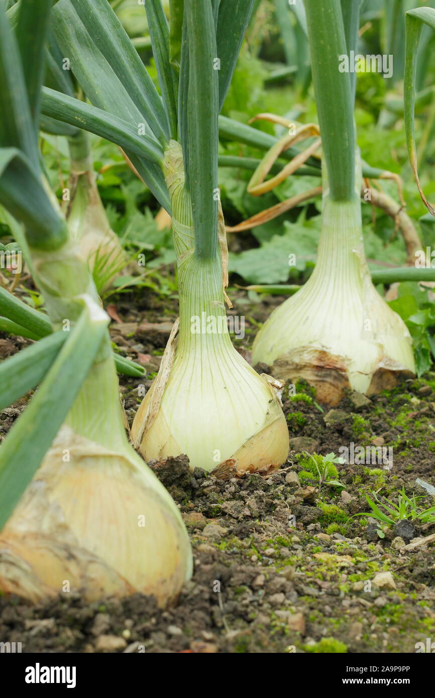 Allium cepa. Große "Globo" Zwiebeln wachsen in Zeilen eine Küche Garten im September. Großbritannien Stockfoto