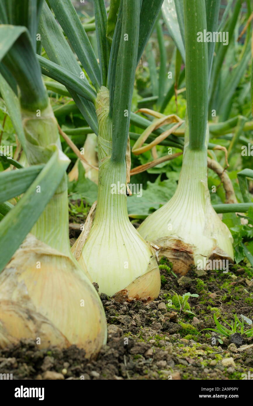 Allium cepa. Große "Globo" Zwiebeln wachsen in Zeilen eine Küche Garten im September. Großbritannien Stockfoto
