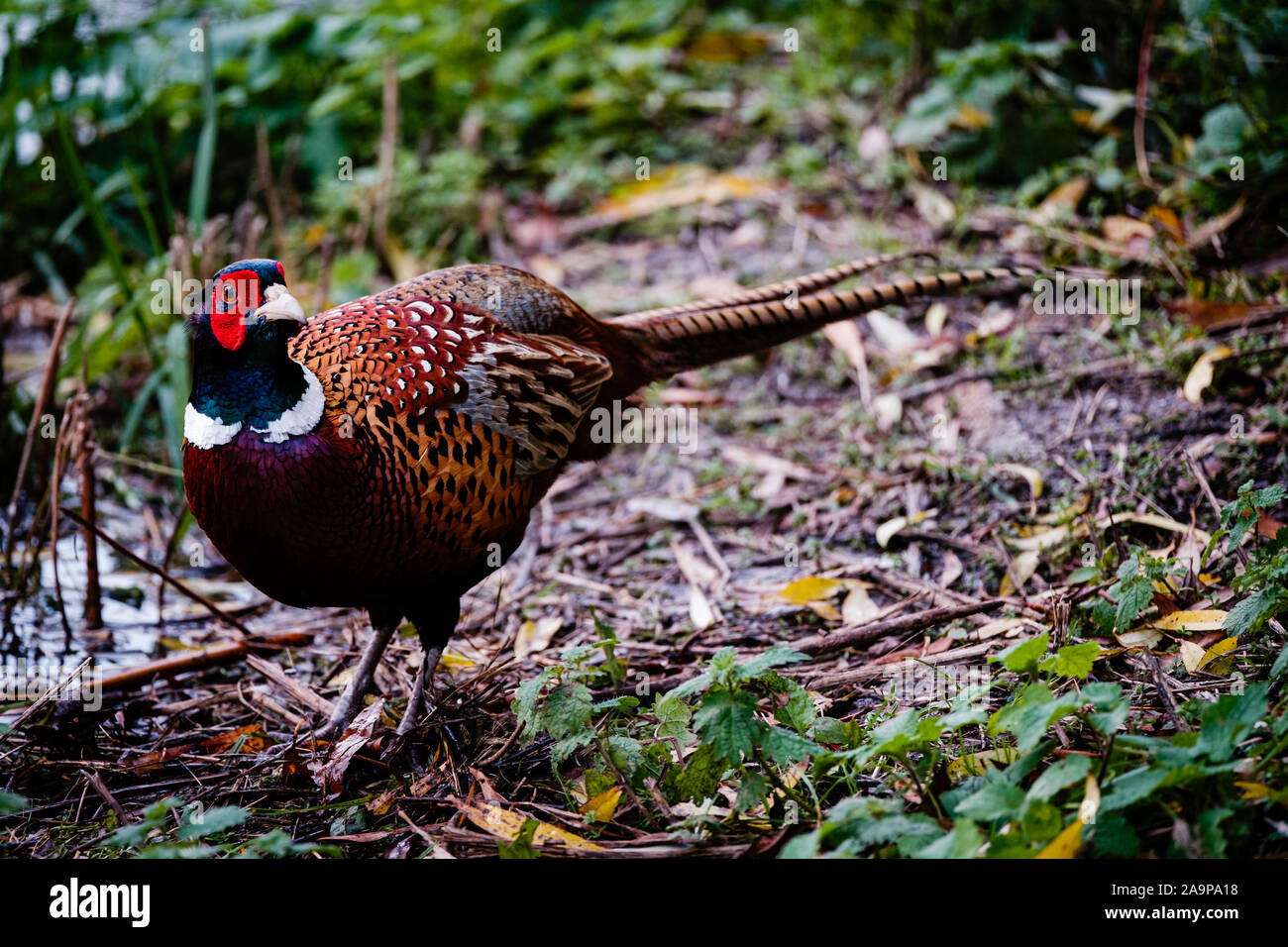 Männliche Fasan in der Wildnis Stockfoto