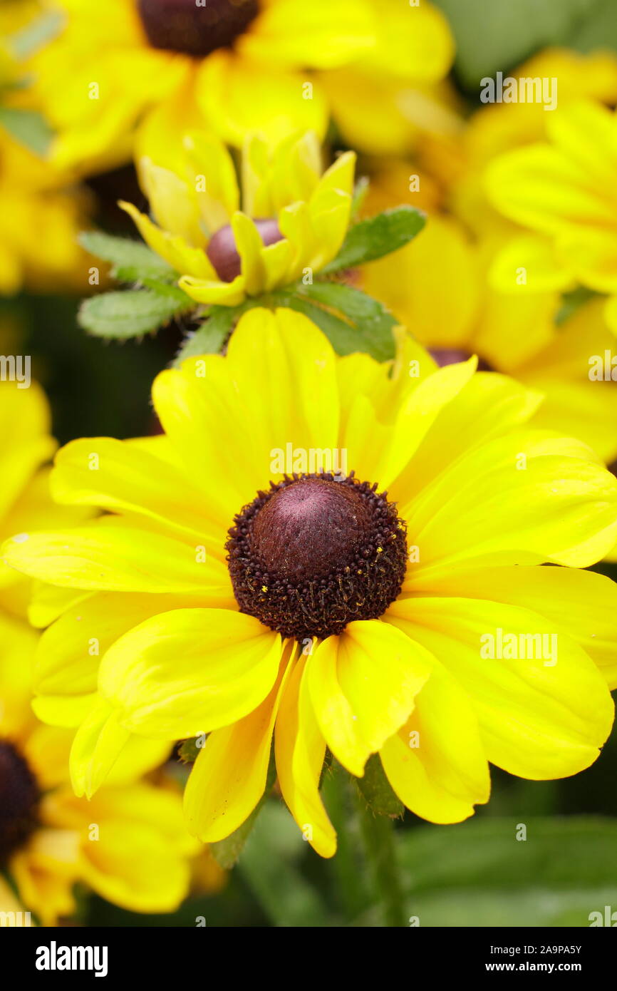 Rudbeckia hirta Toto 'Zitrone' Gloriosa Daisy Stockfoto