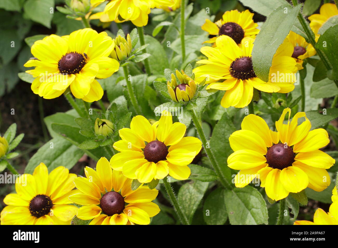 Rudbeckia hirta Toto 'Zitrone' Gloriosa Daisy Stockfoto