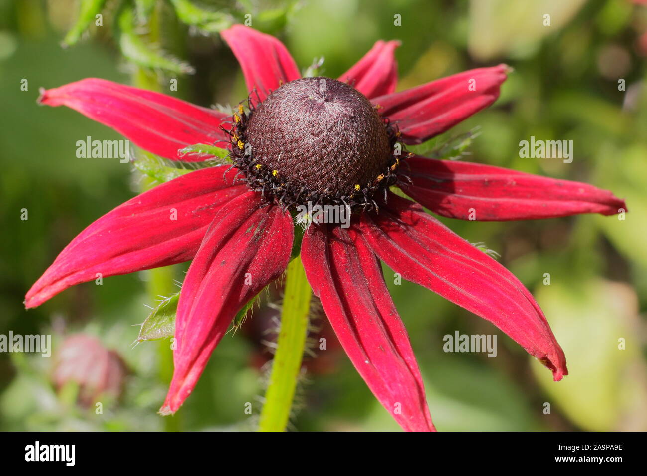 Rudbeckia hirta 'Cherry Brandy black-eyed Susan Biennale angezeigte charakteristischen dunklen Purpurrot blüht im Spätsommer Staudenbeet. Großbritannien Stockfoto