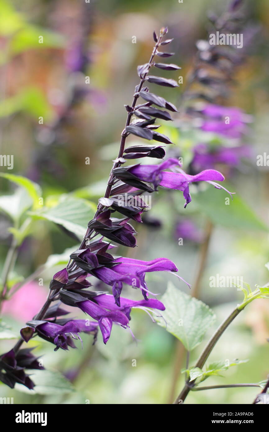 Salvia "amistad" mehrjährige Salbei angezeigte markante deep purple tubular Blütenrispen im September. Großbritannien Stockfoto