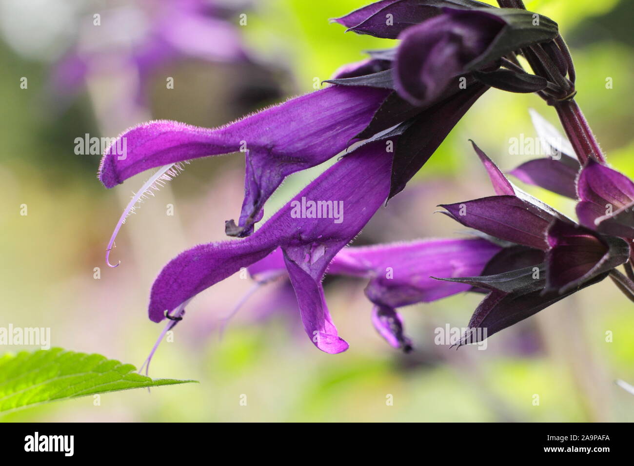 Salvia "amistad" mehrjährige Salbei angezeigte markante deep purple tubular Blütenrispen im September. Großbritannien Stockfoto