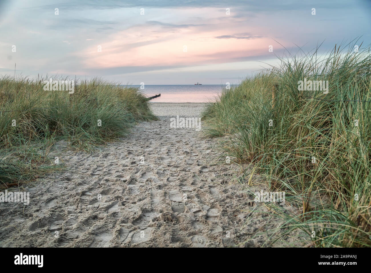 Marram Gras an der Ostseeküste. Stockfoto