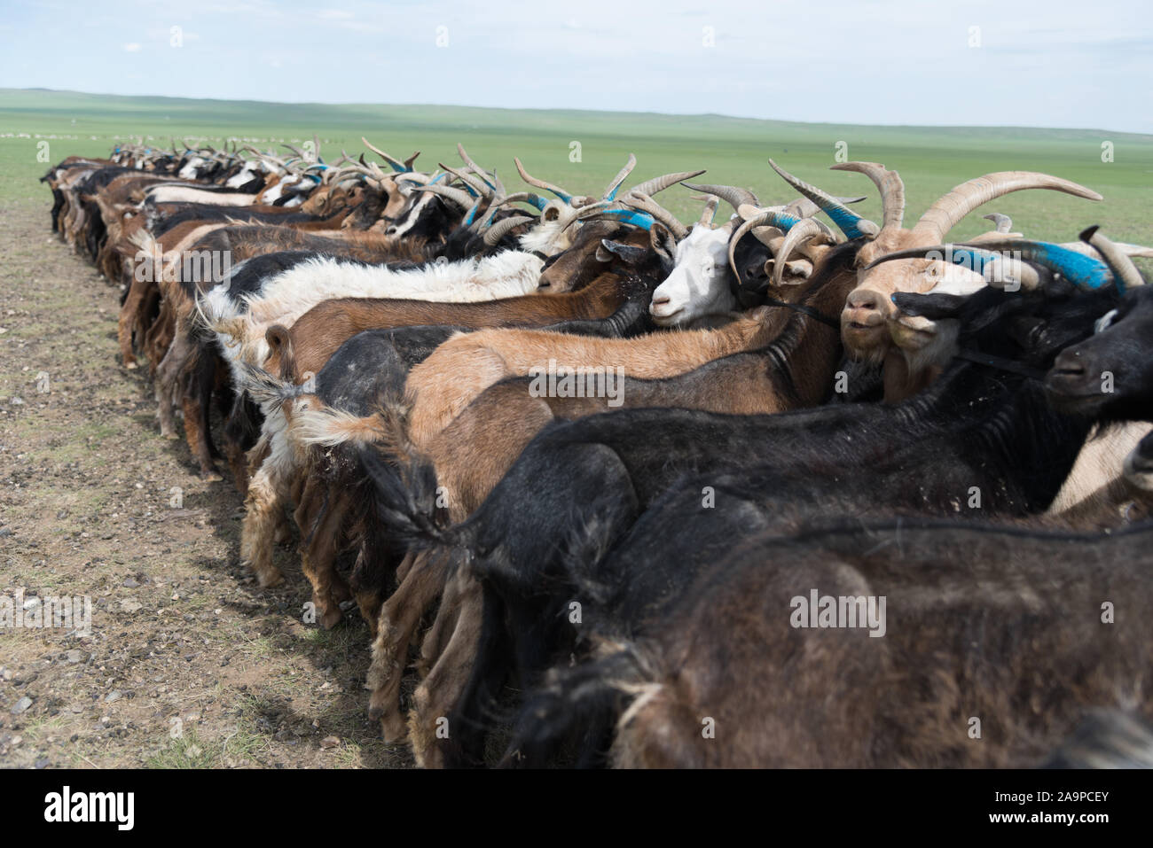 Ziegen aufgereiht und gefesselt werden, um sie in der Wüste Gobi in der Mongolei zu Milch Stockfoto