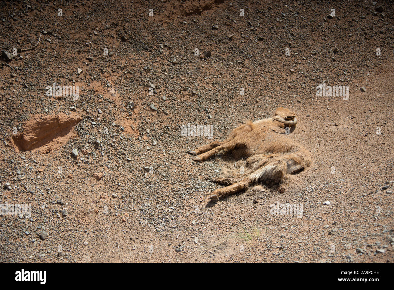 Tote Ziege auf dem Weg zum roten Felsen von Bayan Zag in der Mongolei Stockfoto