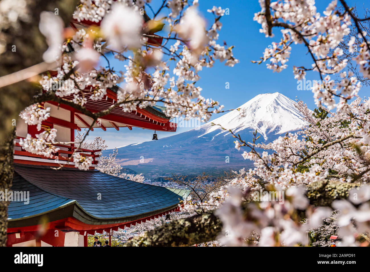 Mount Fuji mit Pagode und Kirschblüten, Fujiyoshida, Japan Stockfoto