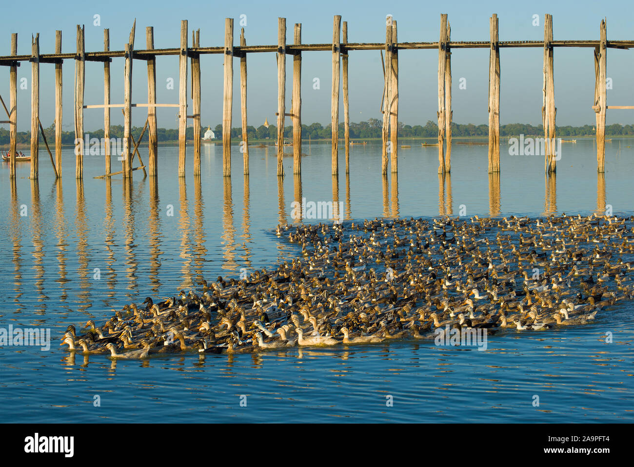 Eine Herde von inländischen Enten bei U-Bein Brücke auf Taung Tha Mann See. Amarapura, Myanmar (Birma) Stockfoto
