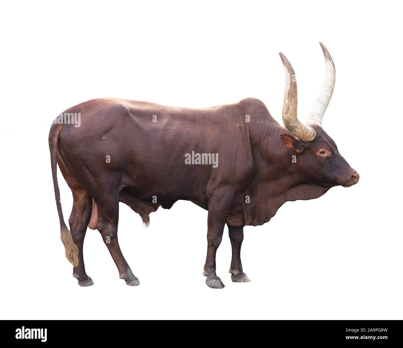 Männliche ankole watusi auf weißem Hintergrund Stockfoto