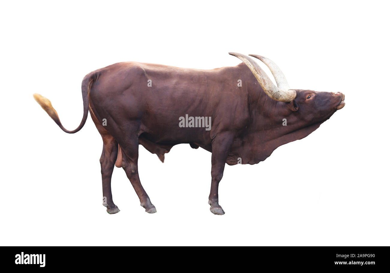 Männliche ankole watusi auf weißem Hintergrund Stockfoto
