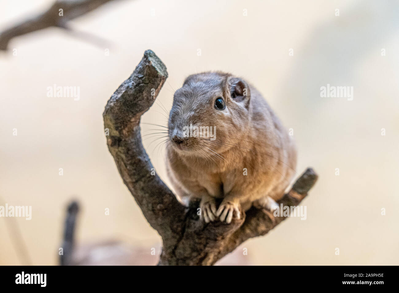 Nahaufnahme eines Gundi im Zoo von Frankfurt am Main, Deutschland Stockfoto