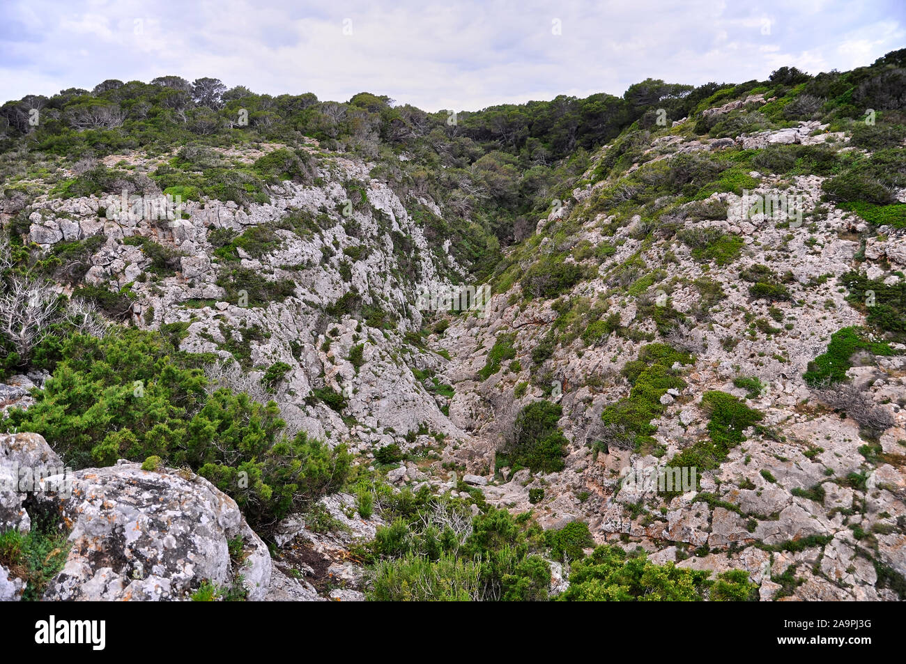 Phönizische Wacholder (Juniperus phoenicea) und Pinien Wald im Torrent de Sa Fontanella trockene Schlucht bei Es monestir (Formentera, Balearen, Spanien) Stockfoto